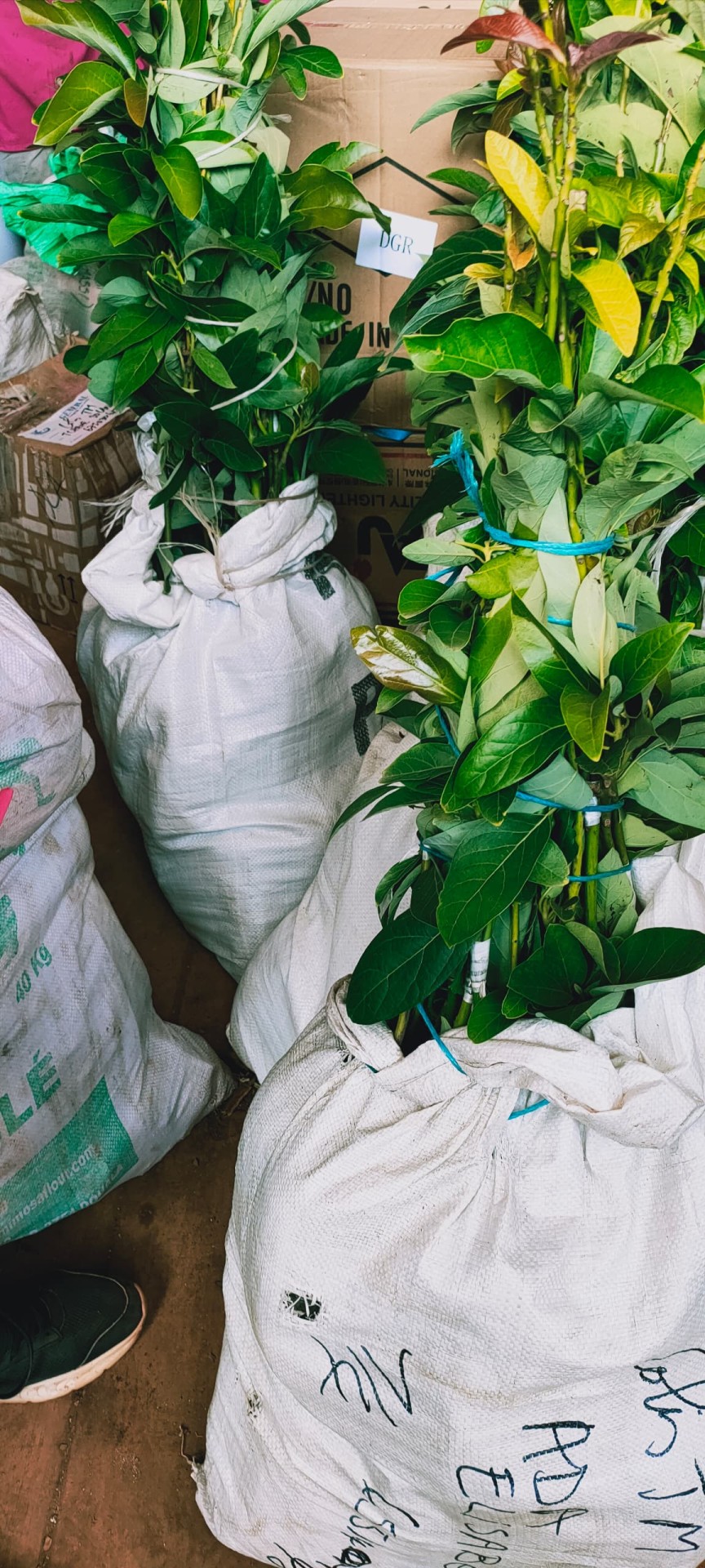 Achat plants agrumes 