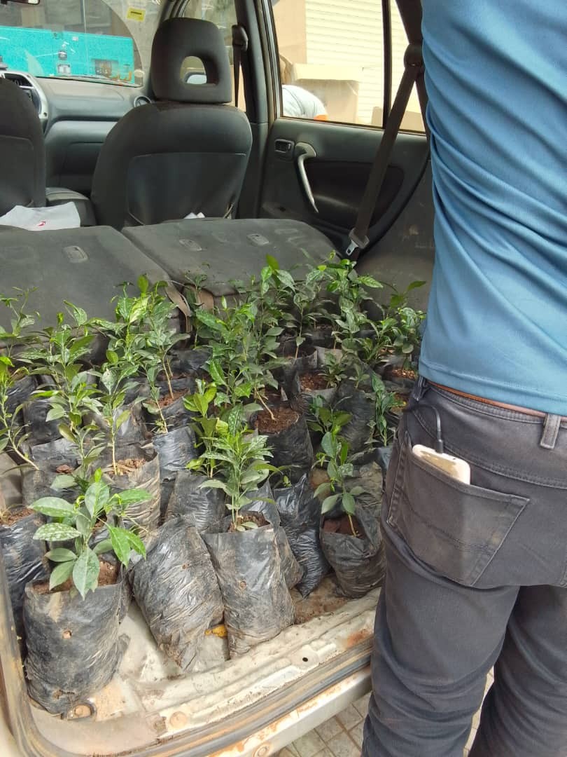 Achat plants agrumes 2