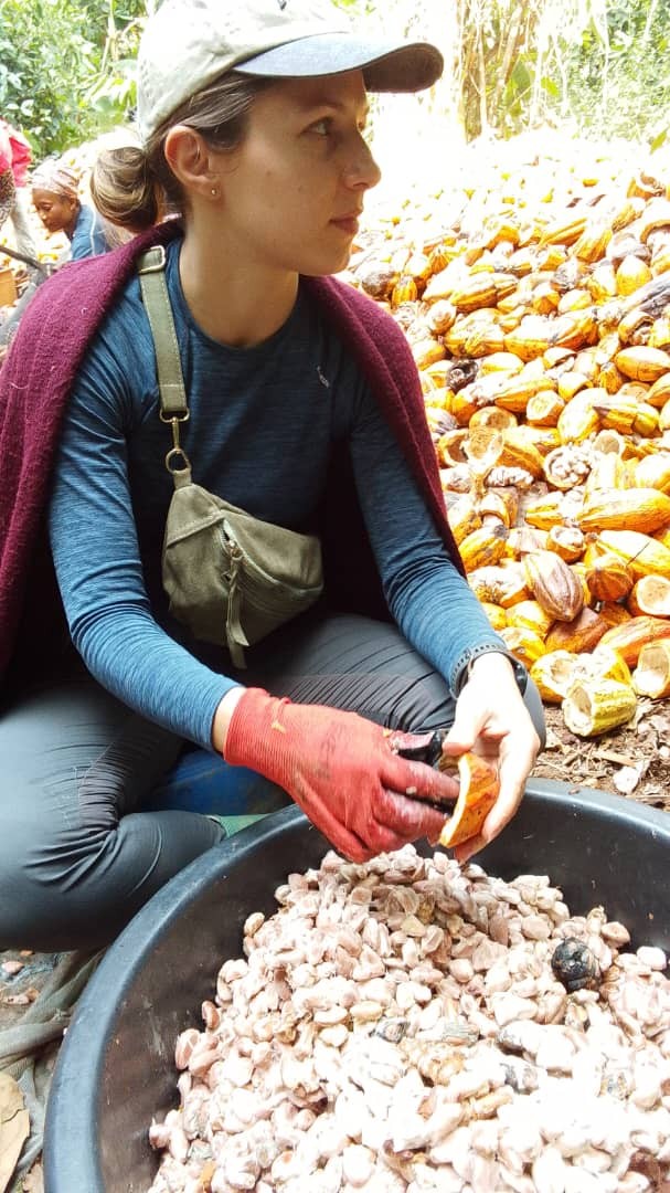 Recolte du cacao nogimoni copie